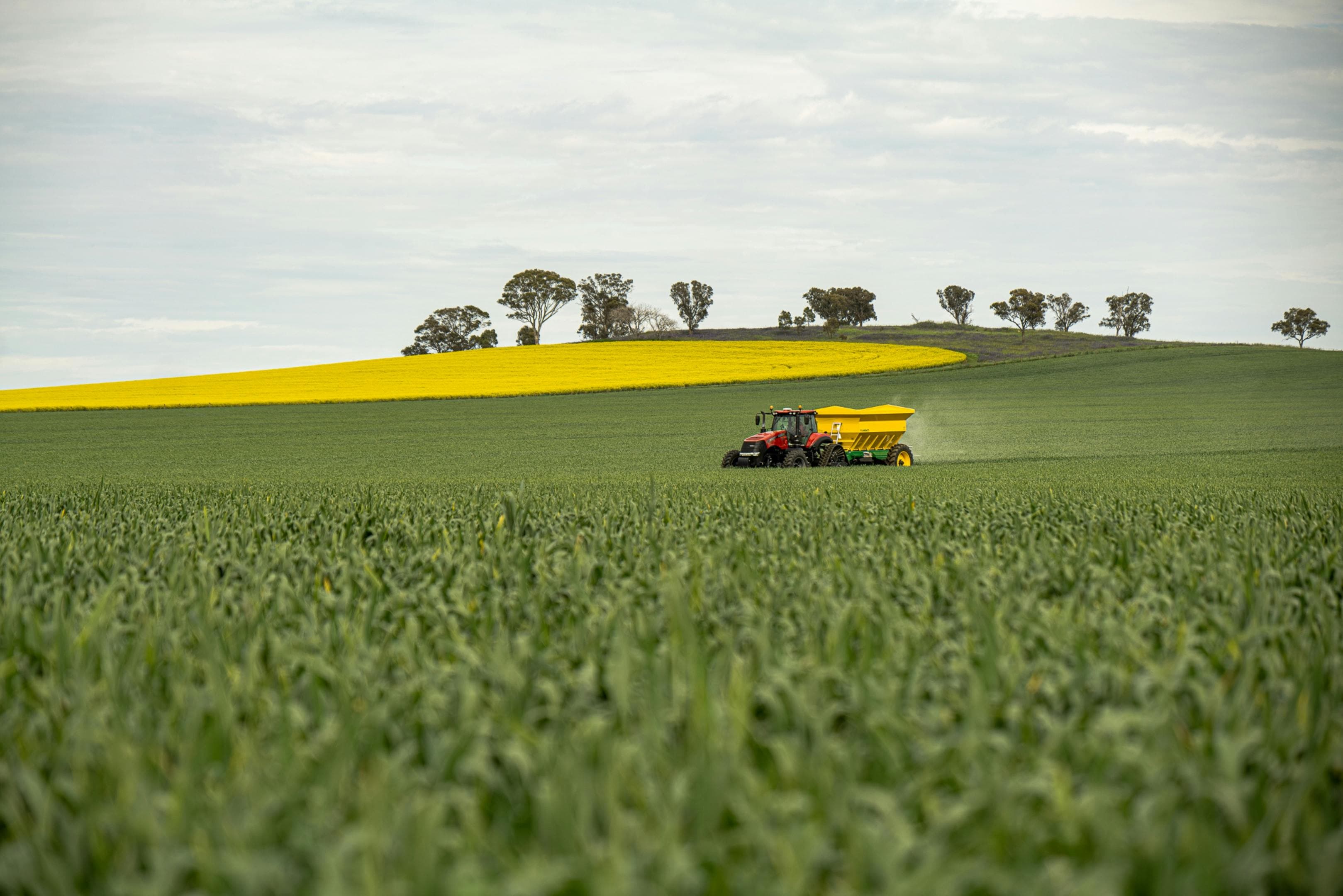 Agriculture durable et techniques agricoles modernes dans un champ de canola